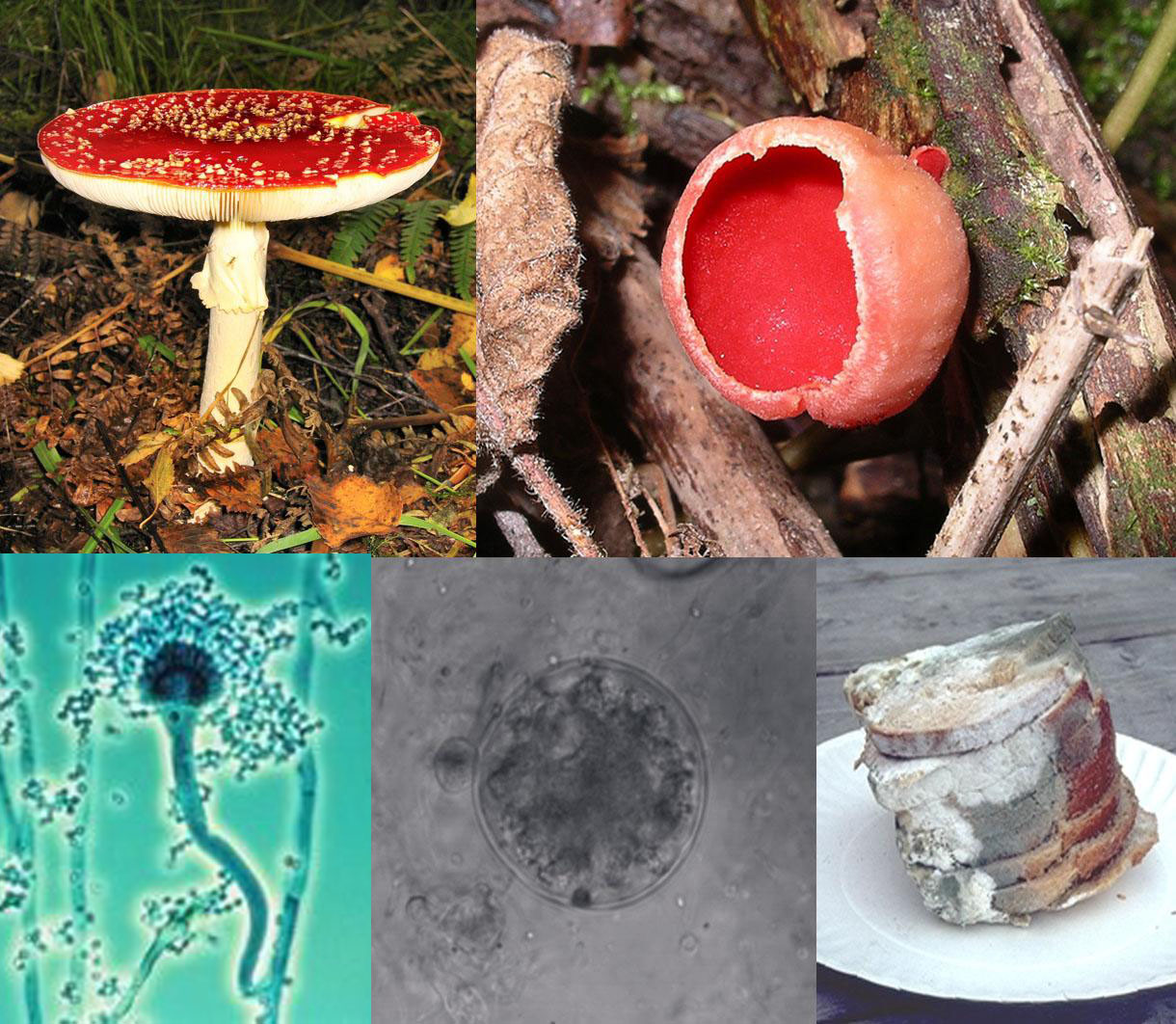 Fungal Diseases: People, Animals, Environment - A One Health Risk